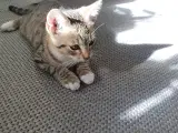 Gratis katte killinger - 3