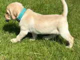 Labrador hvalpe - 4