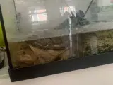 Snapskildpadde