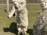 Alpaca hingsteføl sælges (Suri føl) 