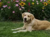 Golden Retriever Hundehvalpe  - 5