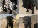 Cockapoo  - 4