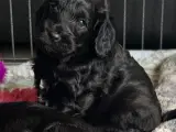 Cockapoo f1 hvalpe  - 3