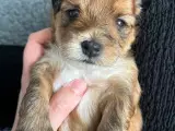 Allergivenlige hundehvalpe 🐶 - 3