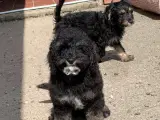 Cavapoo babyer må rejse nu - 2