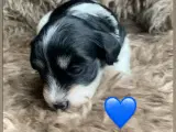 DKK Bichon Havanais - 4