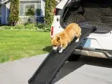 Rampe Til Hunden