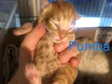 Maine coon killinger unden travle  - 3