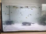 Fisk