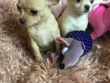 Dejlige små chihuahua bl.a. hvalpe - 3