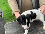 Dansk/Svensk gårdehunde hvalpe  - 2