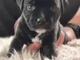 British Staffordshire Bull Terrier hvalpe - 2