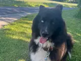 Verdens bedste Samojede/boardercollie - 2