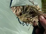 Wraphø