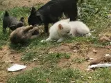 Pomchi og chihuahua  - 3