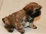 Lhasa Apso hvalp - 4