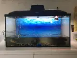 Skildpadder