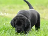 Labrador hvalpe med stamtavle  - 4