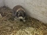 Minilop 