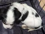 Cavalier king charles hvalpe sælges🩵🩷 - 5