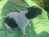 Dansk-Svensk Gårdhund - hvalpe sælges  - 4