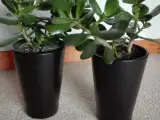 Stueplante  sukkulent