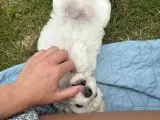 Coton de Tulear / Bichon Havanais blandinger - 2