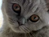 British Shorthair Killinger  - 2