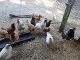 Daggamle kyllinger  - 4