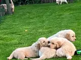 Ægte Golden Retriever - 5