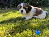 Shih Tzu hundehvalpe søger nyt hjem  - 4