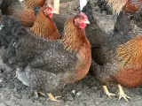 Daggamle Bielefelder kønssorteret kyllinger - 4
