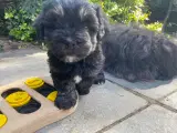  Bichon Havanais Hvalpe fra stueopdræt