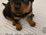 Perfekte rottweiler hvalpe (klassens bedste) - 4