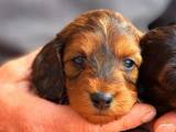 Doxiepoo 