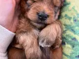 Allergivenlige hundehvalpe 🐶 - 2