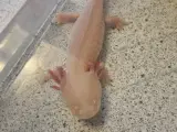 Axolotl