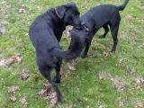 Labrador blandings hvalpe - 4