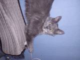 Mainecoon killing - 2