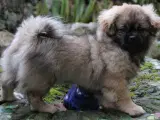 tibetansk spaniel hvalp - 5