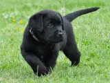 Labrador hvalpe med stamtavle  - 2