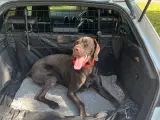 Sød og aktiv korthåret hønsehund - 4