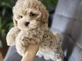 Mini maltipoo - 3