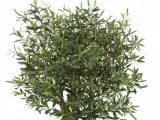 Oliventræ 140 cm - 3