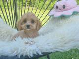 MALTIPOO pige