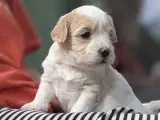 Lækre Malshipoo blandingshvalpe - 2