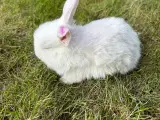 Mini lop kanin  - 2