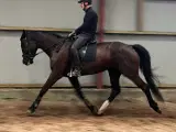 Flot 6 års DV vallak - 4