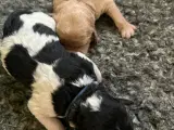 Cockapoo  - 4