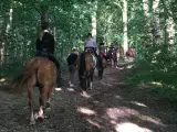 Elevpony søges